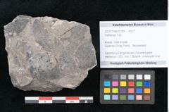 Foto (Objekt + Etikett) von Dalbergia sp. ? (NHMW-GEO-2024-0188-10169)